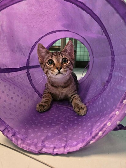 A gatinha é muito amorosa.