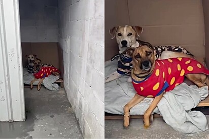 Em abrigo de animais, melhor amigo de cachorrinha é adotado e ela começa a adoecer.