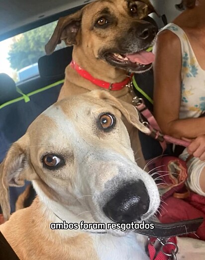 Os vira-latinhas Costelinha e Princesa foram resgatados por uma protetora de animais.