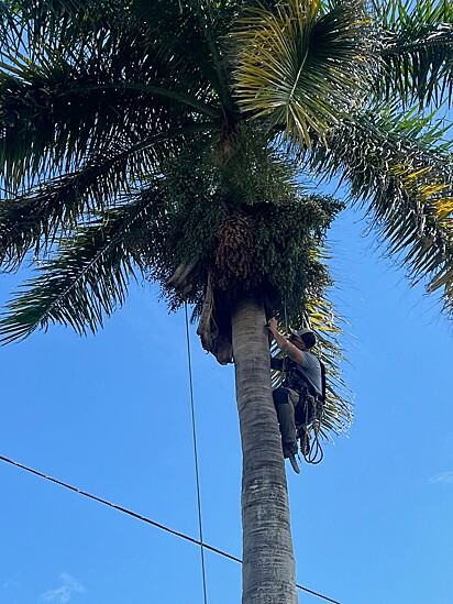Os morcegos foram devolvidos para a árvore em que estavam.