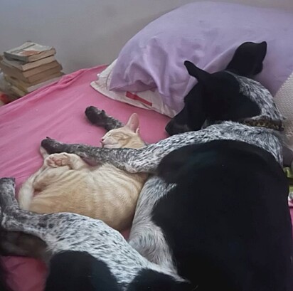 Tuca, irmã de Panco, dormindo abraçada em um gato em seu lar. 