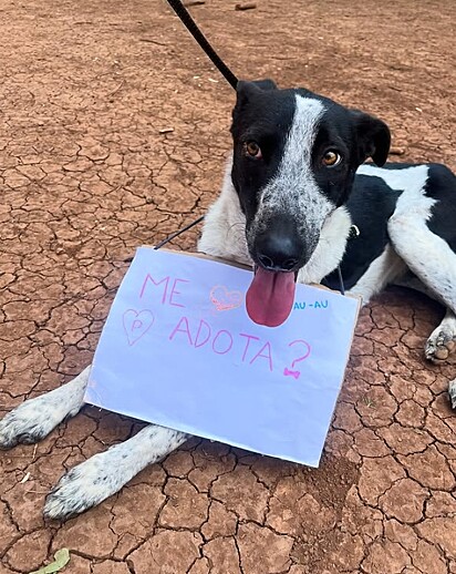 Panco ainda está procurando por um lar.