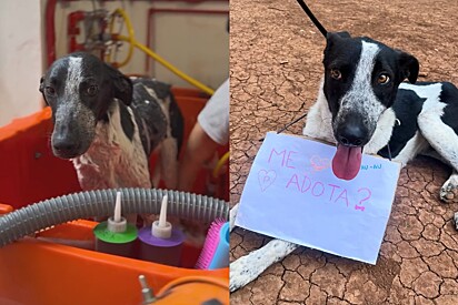 Cão mais tímido de ninhada que sempre se arrumava para feiras de adoção não entende porque é sempre ignorado