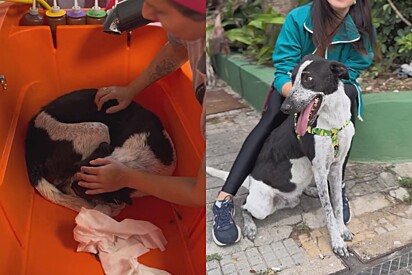 Cães como Panco precisam de muita paciência e reforços positivos. 