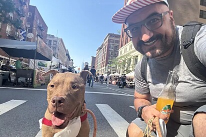 Cachorrinha com câncer terminal é devolvida ao abrigo, mas encontro com rosto familiar muda seu destino.