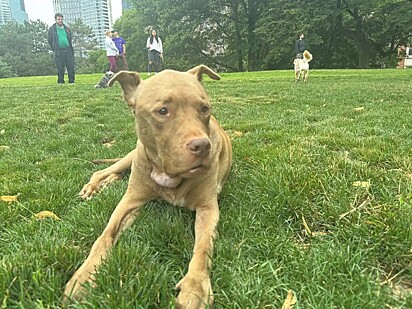 Macchiato é uma cachorrinha mestiça de pitbull.