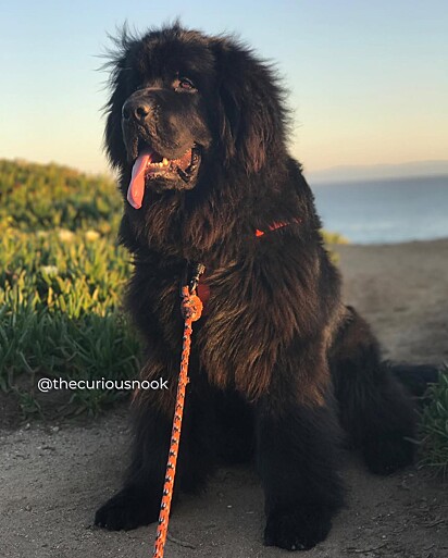 O cachorro Napoleão, da raça Terra Nova, quase sempre é confundido com um urso por pedestres.