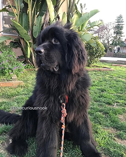 O cachorro Napoleão. O cachorro Napoleão foi muito importante durante a gravidez de Alex.