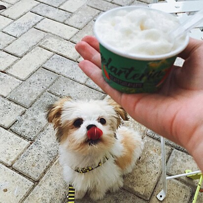 A Gelarteria revolucionou a experiência dos pets no verão.