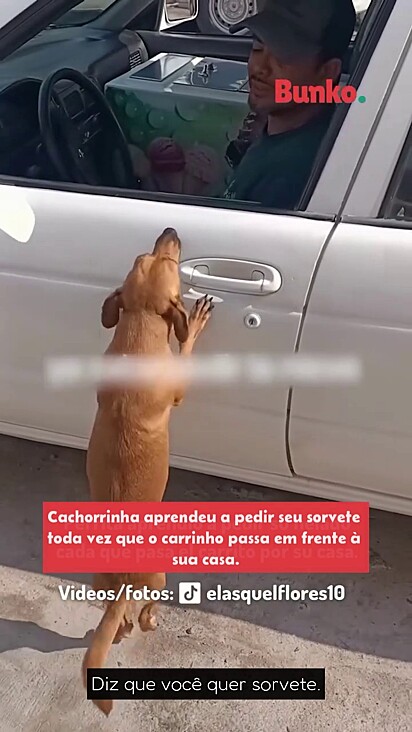 A vira-lata ama sorvete de morango.