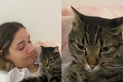 Desabafo sincero: jovem diz tudo o que um tutor de gato gostaria de falar para seu felino