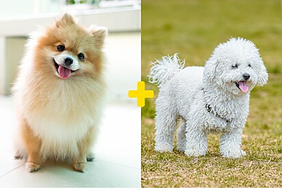 Conheça o Pomapoo, cachorro mistura de Lulu da Pomerânia e poodle: É sócia de ursinho de pelúcia.