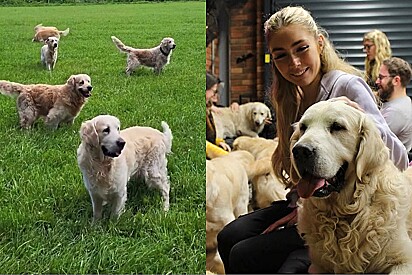 O melhor acampamento do mundo? Atração turística permite que você passe a noite com 30 golden retrievers.