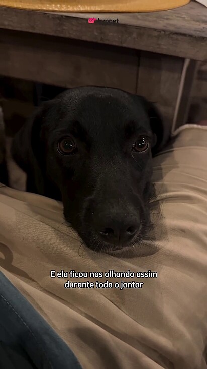O cachorrinho queria carinho. 
