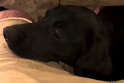 O cão é comunitário e sempre recepciona os clientes.