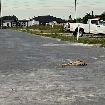 O cão resolveu deitar na rua e esperar pela sua hora.