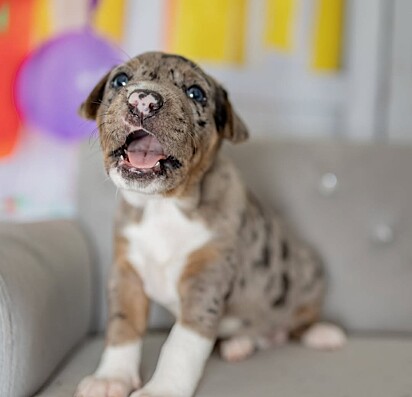 Estima-se que mais de 30 milhões de cães e gatos vivam nas ruas em condições precárias.