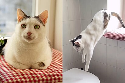 Conheça Rocket: o incrível gatinho que desafia a natureza e anda sobre duas patas