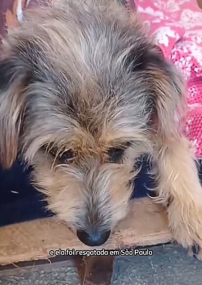 A cachorrinha Paquita ficou muito triste ao ser devolvida ao abrigo de onde havia sido adotada.