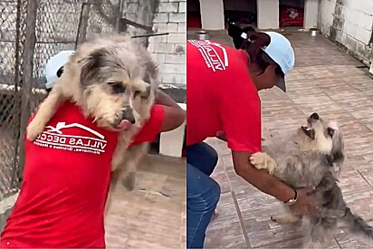 Em SP, cachorrinha fiapo de manga carismática é devolvida por ser muito amorosa e implora para não voltar para abrigo.