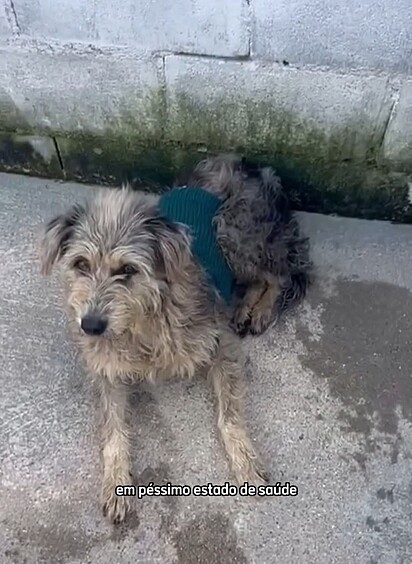 A cachorrinha Paquita foi resgatada das ruas com problemas de saúde.