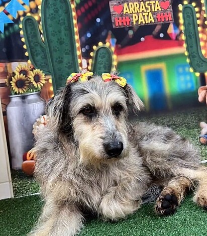 A cachorrinha Paquita está em busca de um lar cheio de amor, onde possa ser acolhida de verdade e nunca mais se sentir rejeitada.