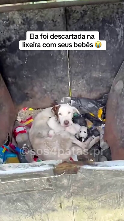 A cachorrinha foi descartada junto com seus filhotes na lixeira.