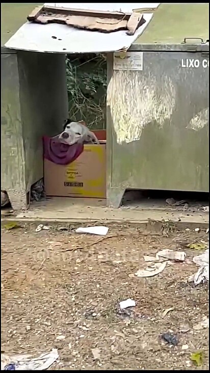 A cachorrinha foi encontrada com um olhar de tristeza.
