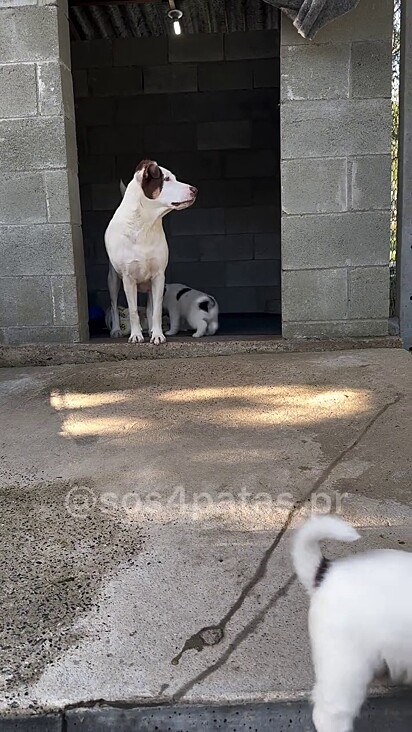A mamãe e os filhotes foram resgatados.