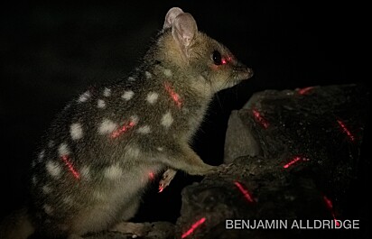 O quoll oriental, quando a luz UV não está ligada.