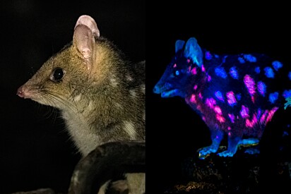 Criatura fofa que brilha sob luz UV é capturada por câmera pela primeira vez.