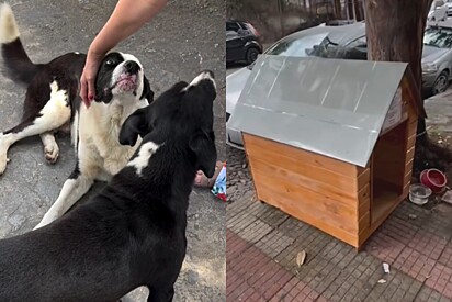 Em BH, cães comunitários Hulk e Pretinho ganham casinha linda com recado: Por favor não destruir