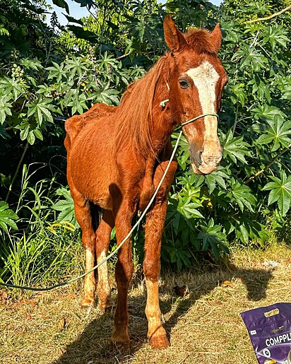 O cavalo Alípio estava muito debilitado quando foi resgatdo por Pedro.