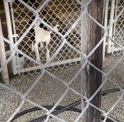 Durante a evacuação, o cachorro Henry foi esquecido em sua baia.
