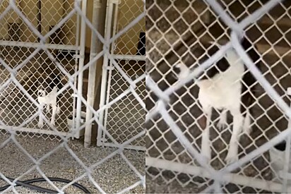 Cachorro surdo dorme durante alerta de incêndio em abrigo de animais e acaba ficando para trás.