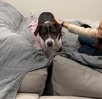 Após 24 horas sozinho no abrigo, o cachorro Henry foi resgatado.
