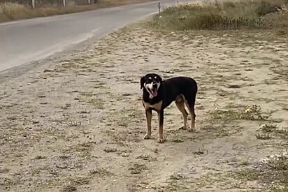 O cachorro tirou a sorte grande.