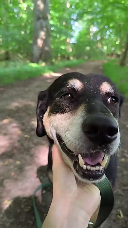 O cachorro ficou muito feliz quando o casal retornou por ele.