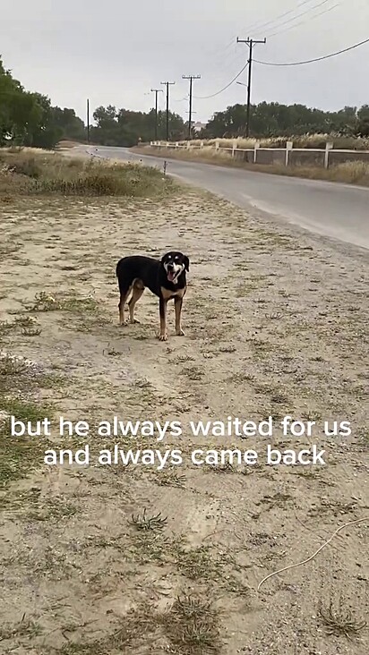 O casal decidiu mudar a vida do cão para melhor.