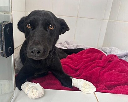 A cadela foi levada para o Sgarbossa Centro Veterinário e recebeu o nome de Anja.