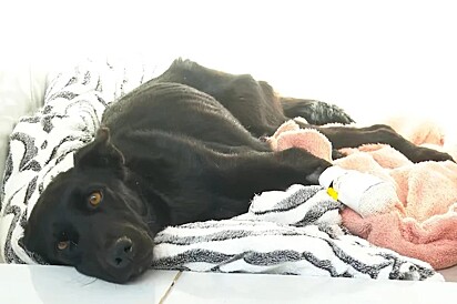 A cachorrinha chegou extremamente debilitada e com sinais de desnutrição.