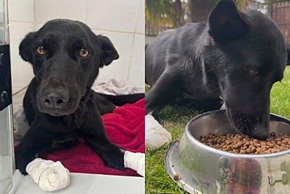 1 dia após cirurgia, cachorra vítima de maus-tratos em Caseiros abana o rabinho: É um serzinho apaixonante
