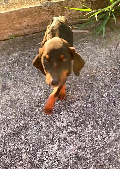 O cachorro Thor estava muito debilitado quando foi encontrado por Thaís.