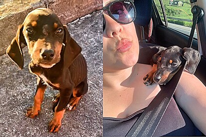 Moça adota pequeno cão abandonado, mas não sabia que ele seria um gigante maior que ela.