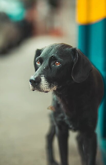 Com um olhar triste, um cão de rua se aproximou.