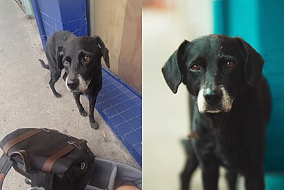 Em São Paulo, cachorrinho de rua se aproxima de fotógrafo, tem tristeza revelada em clique e pessoa correm para ajudá-lo