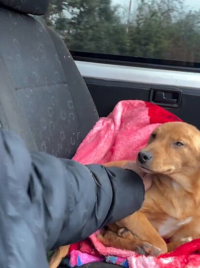 A cachorrinha estava confortável no carro, recebendo carinho do protetor.