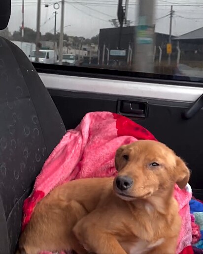 A cachorrinha olha para o protetor e sorri, como se estivesse agradecendo.