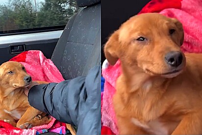 Agora é só ser feliz: Em Curitiba, cachorro caramelo sorri após ser confortado por homem que o resgatou.