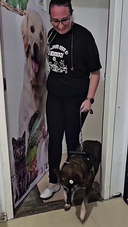 O cão esperou a vida inteira por uma adoção.